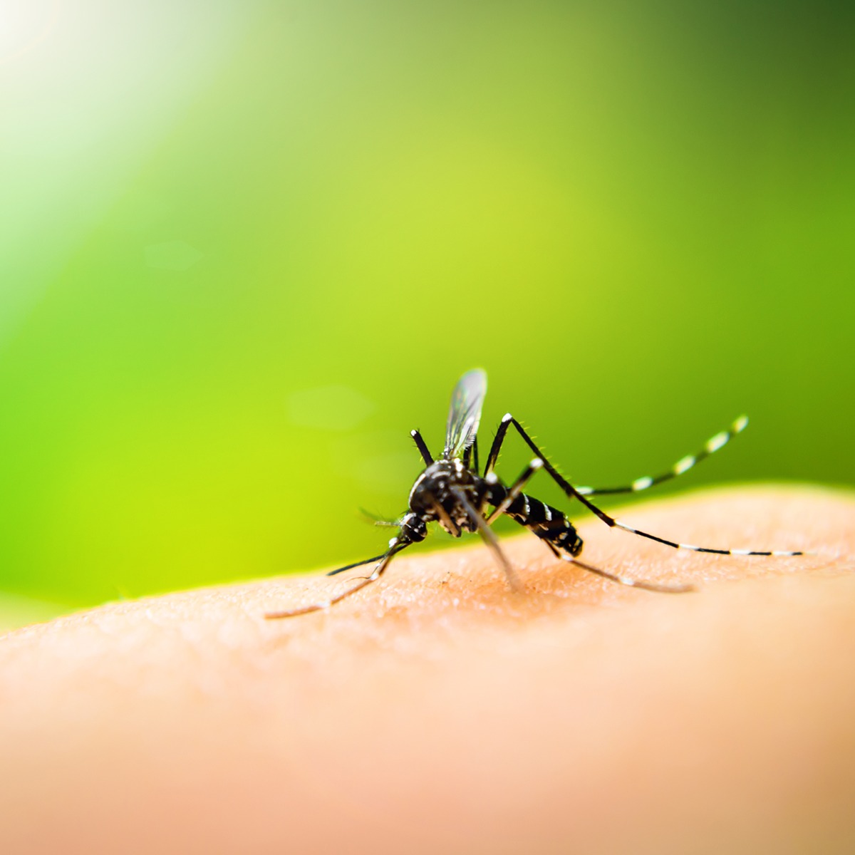 Zanzara Anopheles in Salento, Iss: no allarme su ritorno malaria